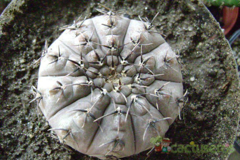 A photo of Gymnocalycium bodenbenderianum