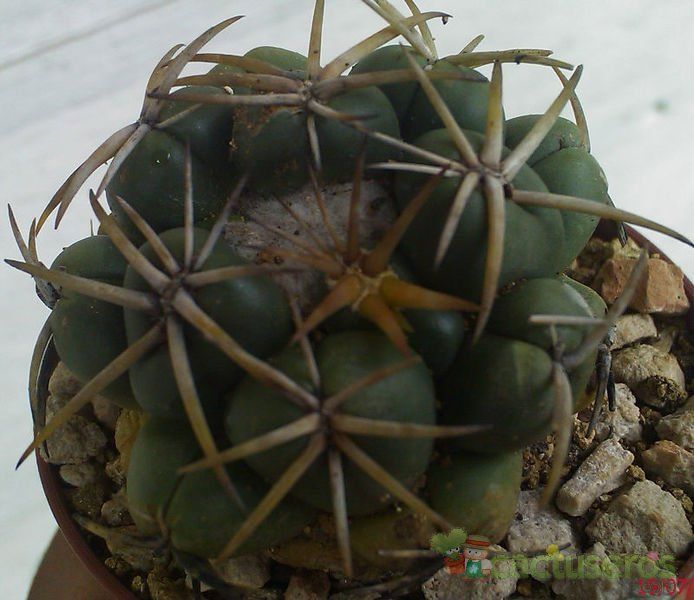 Una foto de Coryphantha elephantidens