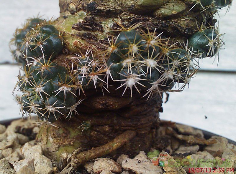 Una foto de Coryphantha elephantidens