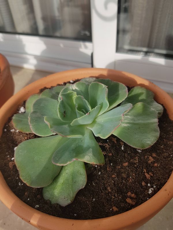 Foto de un cactus que se está identificando actualmente