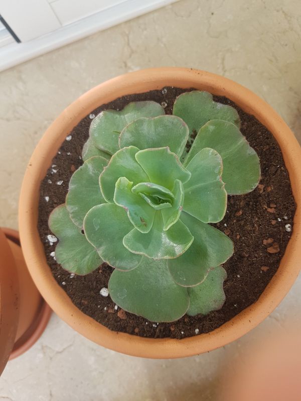 Foto de un cactus que se está identificando actualmente