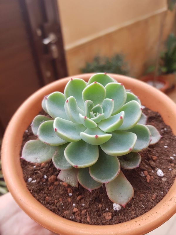 Una foto de Echeveria chihuahuaensis