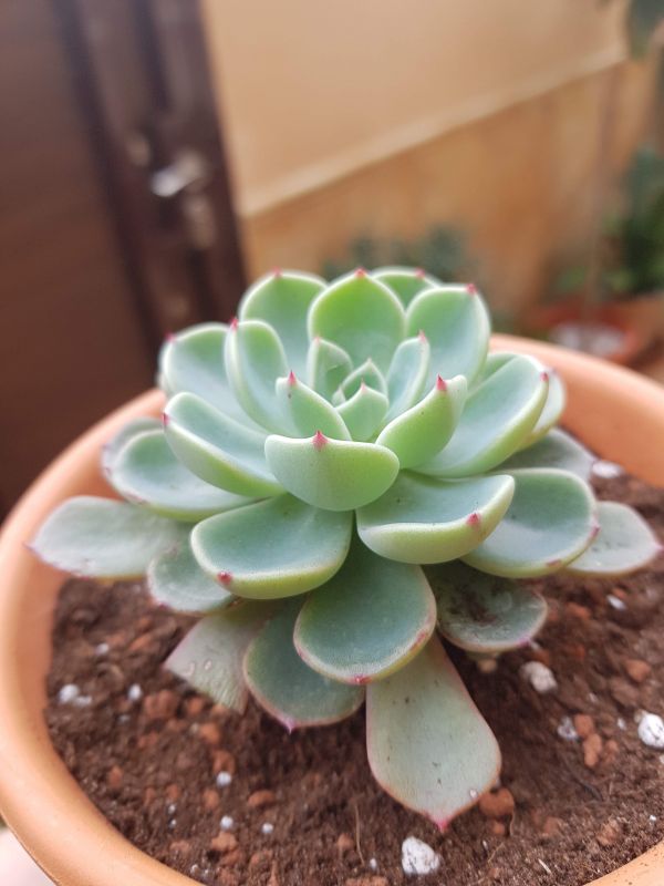 Una foto de Echeveria chihuahuaensis