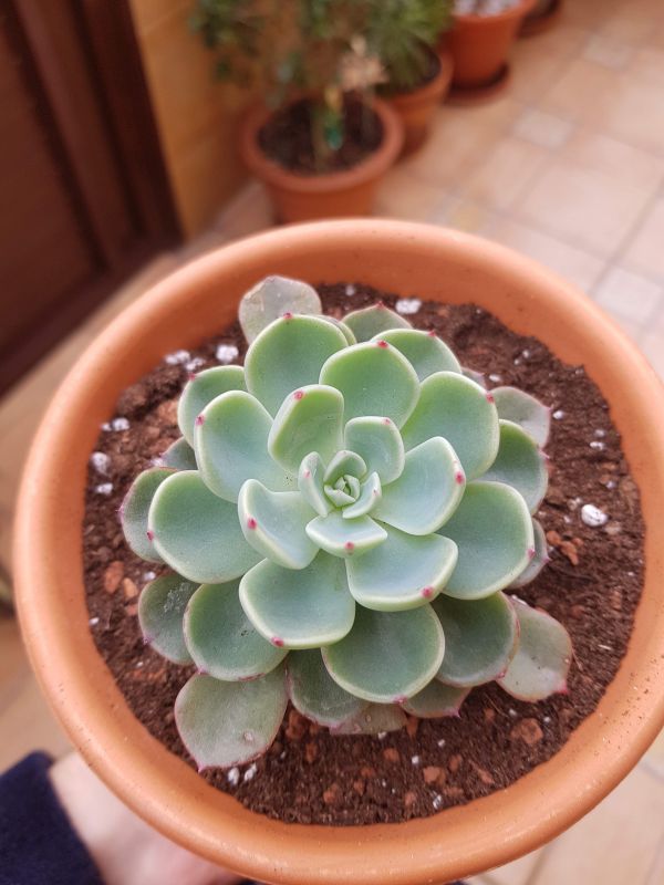 Una foto de Echeveria chihuahuaensis