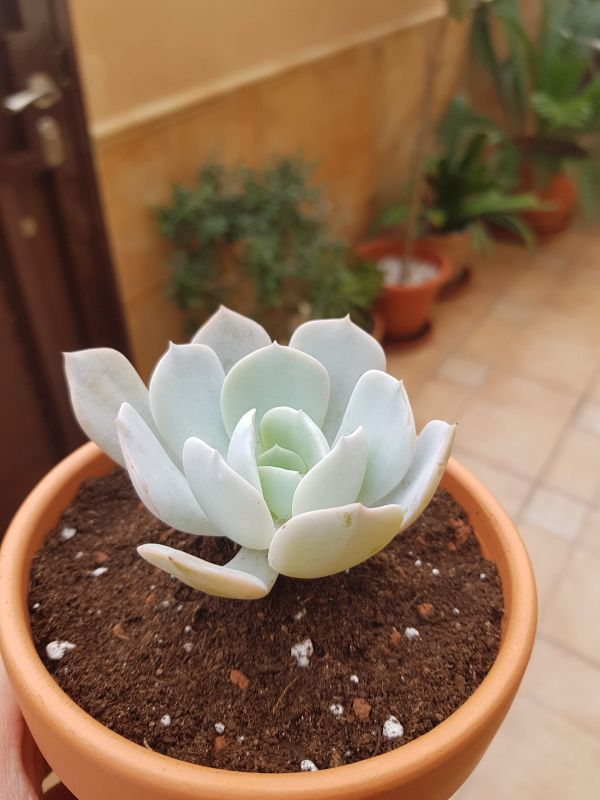 Una foto de Echeveria cv. Caly Argentea (E. laui x E. runyonii)