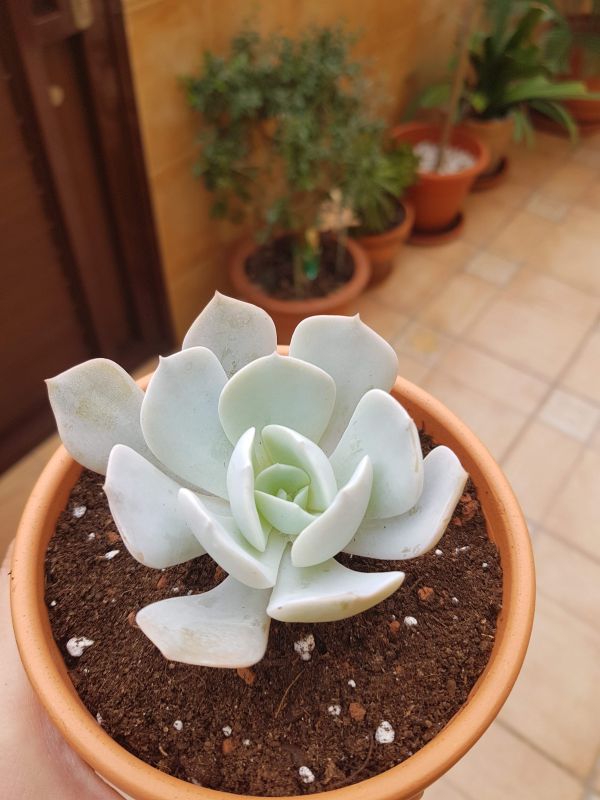 Una foto de Echeveria cv. Caly Argentea (E. laui x E. runyonii)