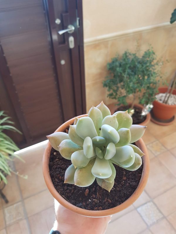 Una foto de Pachyphytum glutinicaule