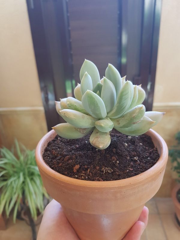 Una foto de Pachyphytum glutinicaule