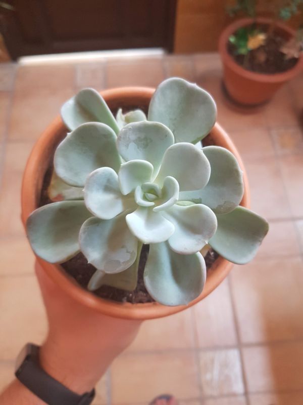 Foto de un cactus que se está identificando actualmente