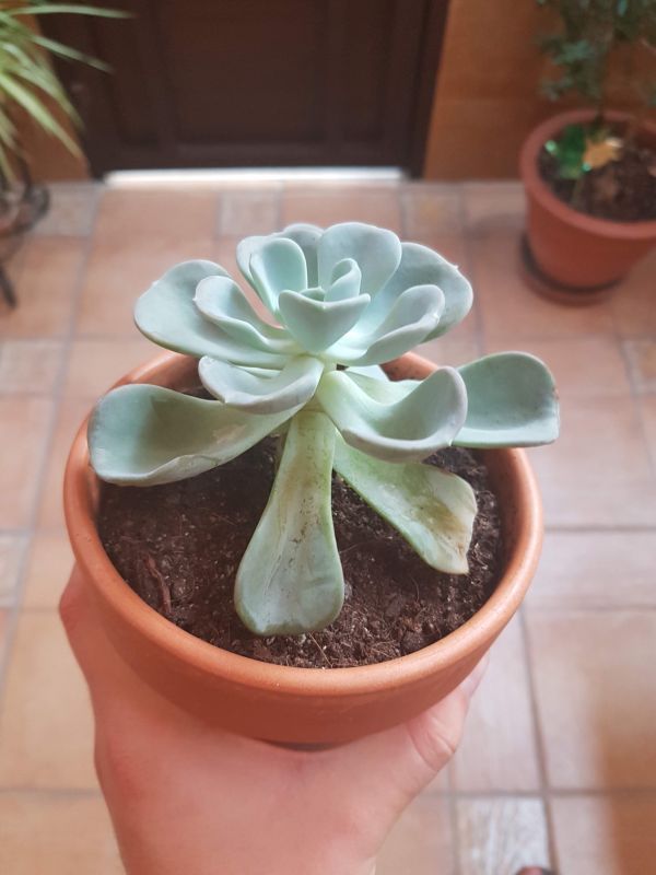 Foto de un cactus que se está identificando actualmente