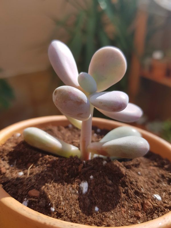Foto de un cactus que se está identificando actualmente