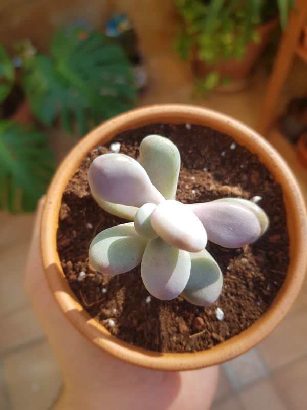 Foto de un cactus que se está identificando actualmente