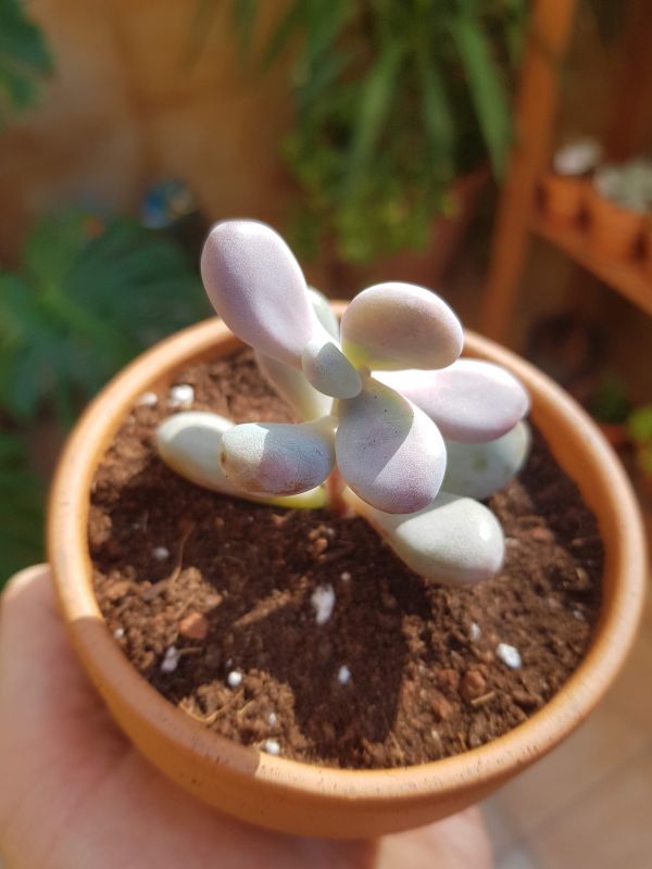Foto de un cactus que se está identificando actualmente