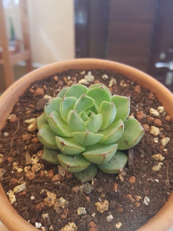 Foto de un cactus que se está identificando actualmente