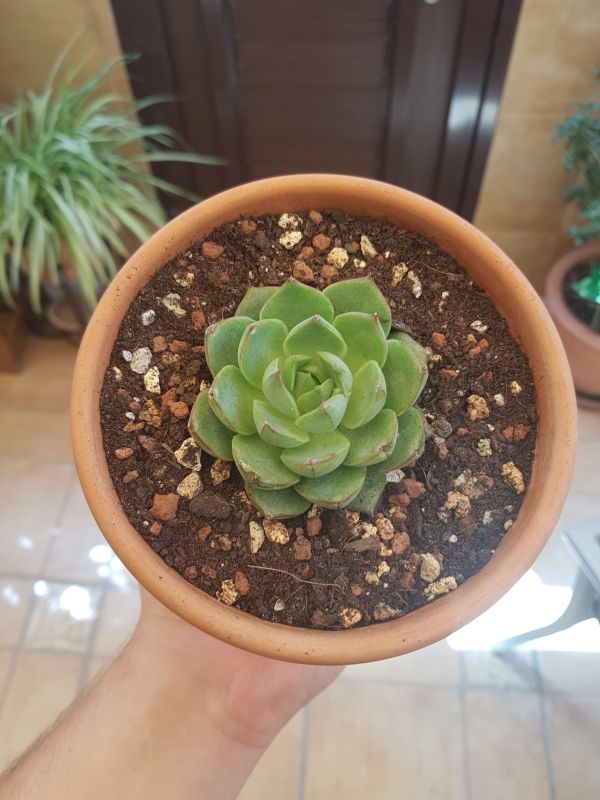 Foto de un cactus que se está identificando actualmente