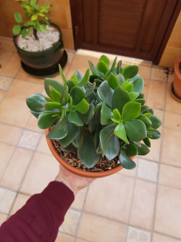 A photo of Crassula ovata