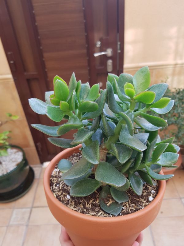 A photo of Crassula ovata