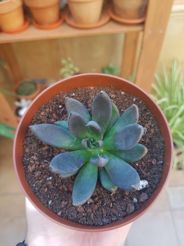 Una foto de Echeveria affinis