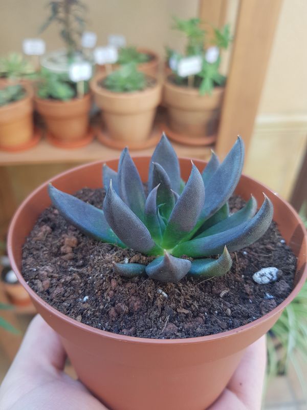 Una foto de Echeveria affinis