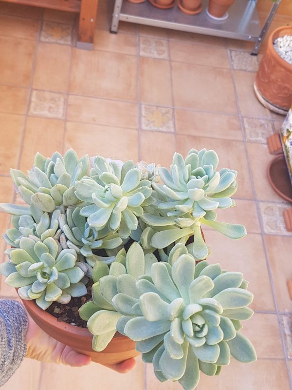 Foto de un cactus que se está identificando actualmente