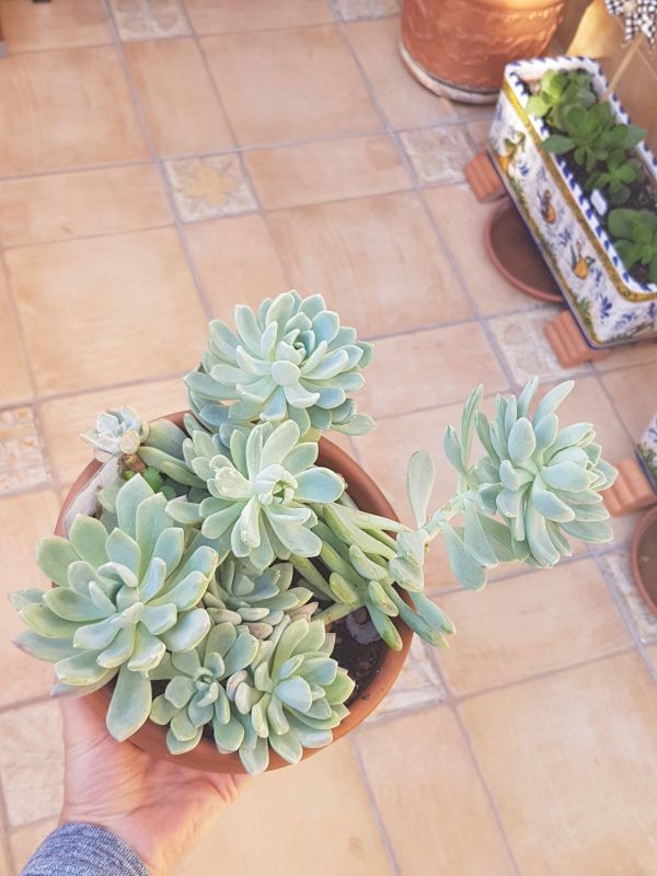 Foto de un cactus que se está identificando actualmente