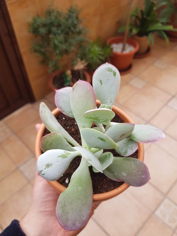 Una foto de Cotyledon orbiculata