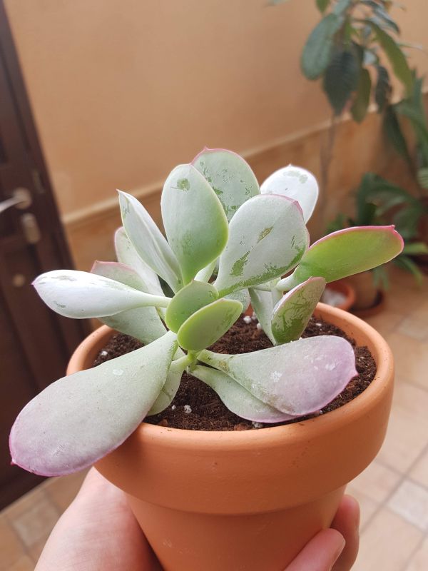 Una foto de Cotyledon orbiculata