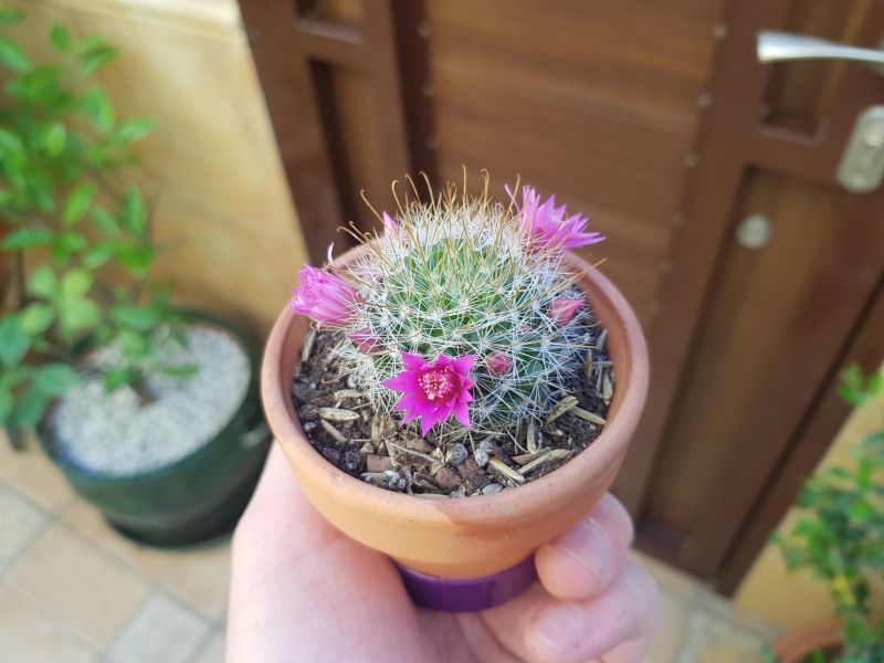 Foto de un cactus que se está identificando actualmente