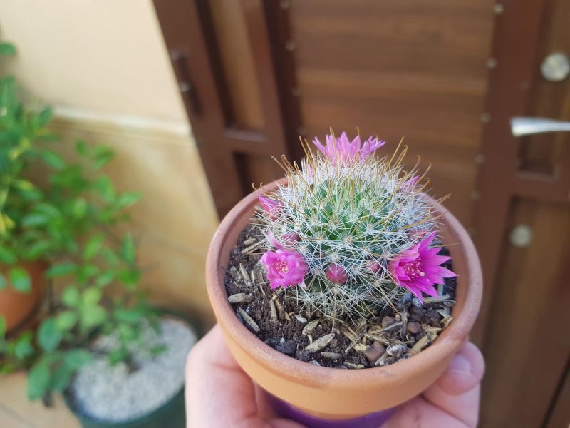Foto de un cactus que se está identificando actualmente