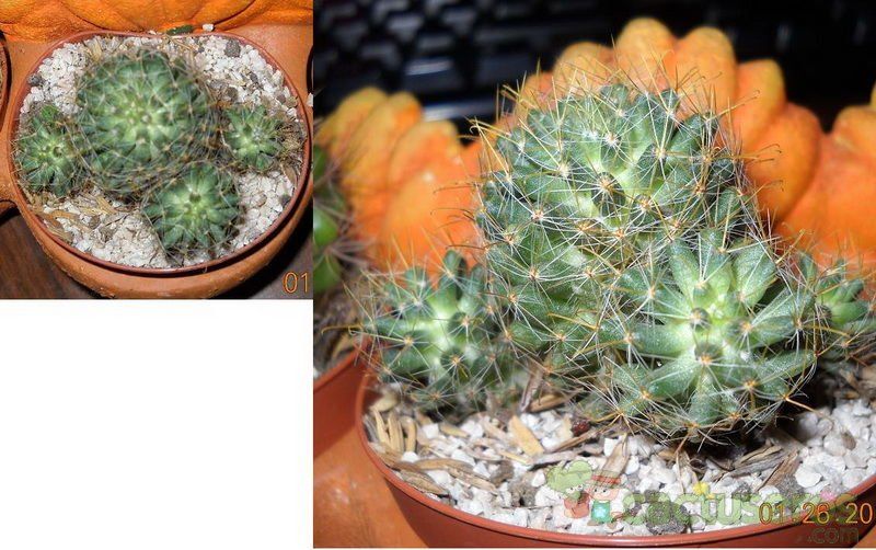 Una foto de Mammillaria zephyranthoides