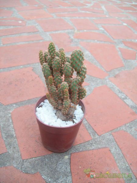 Una foto de Opuntia microdasys ssp. rufida fma. monstruosa