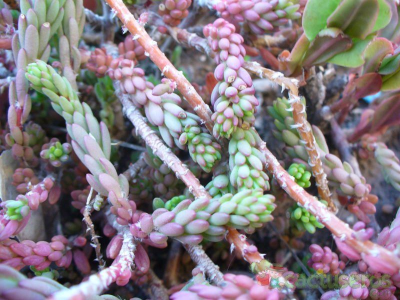 Una foto de Portulaca pilosa