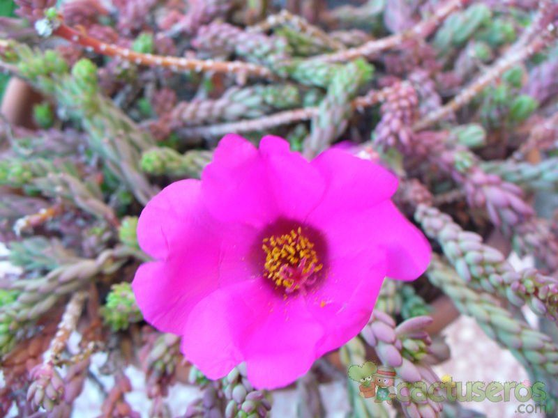Una foto de Portulaca pilosa