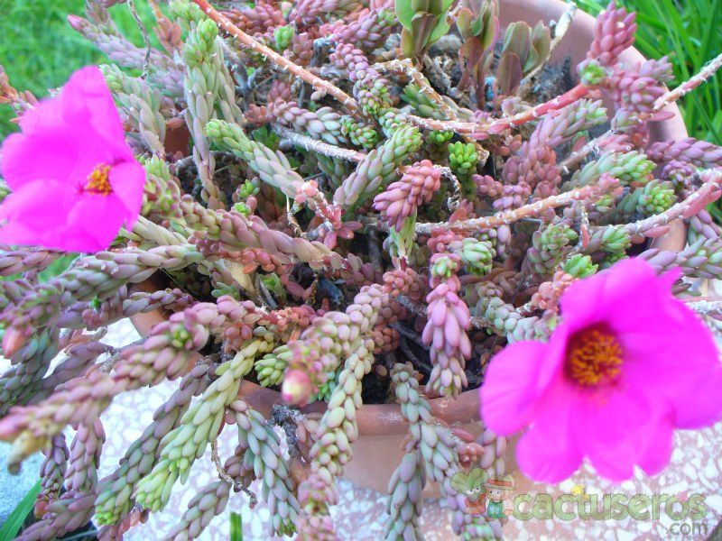 Una foto de Portulaca pilosa