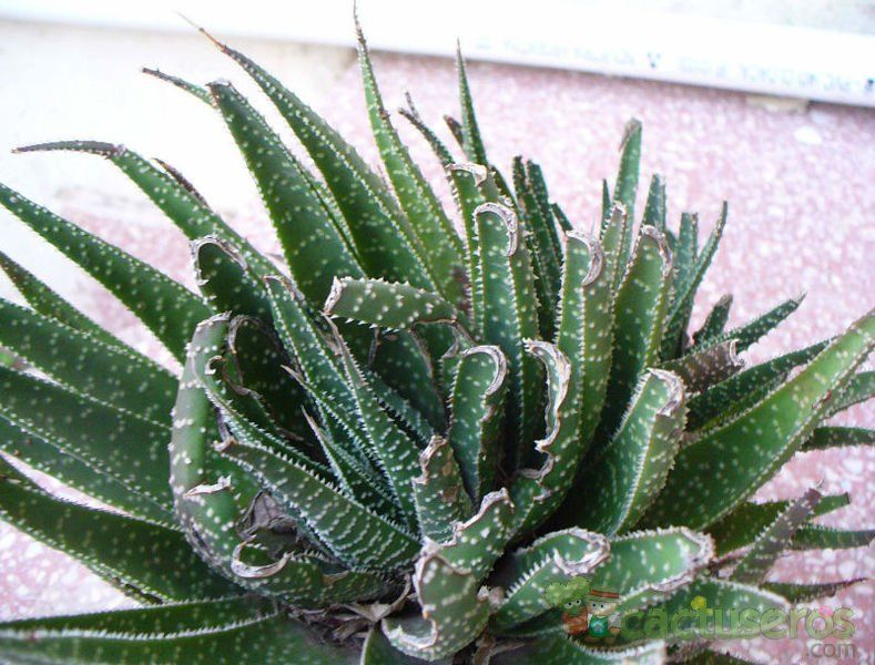 A photo of Gasterhaworthia bayfieldii