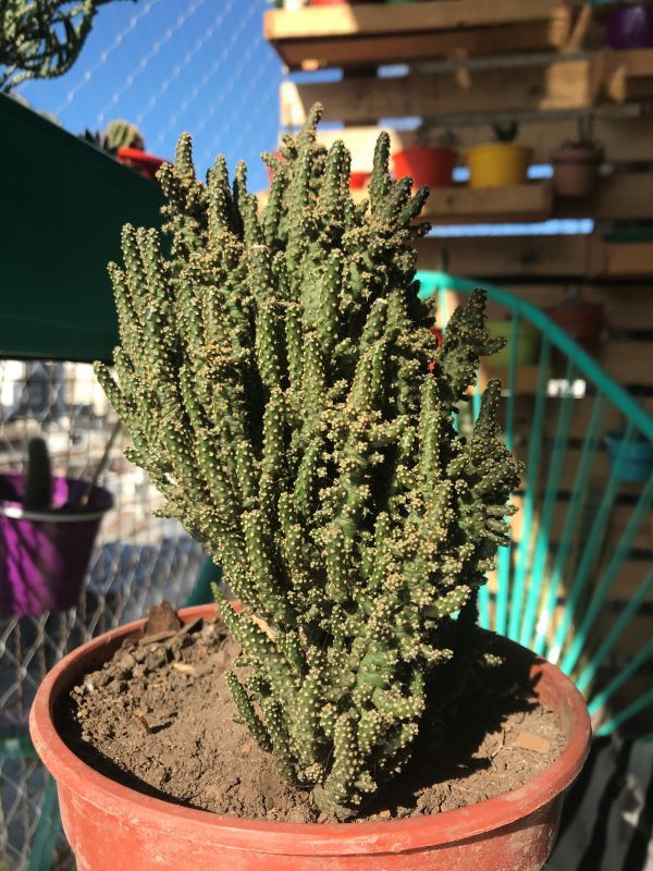 Photo of a cactus currently being identified