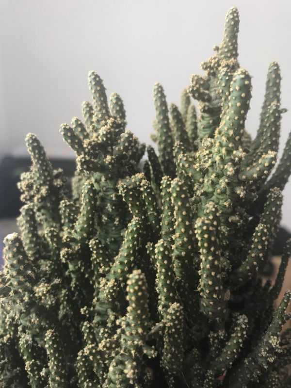 Photo of a cactus currently being identified