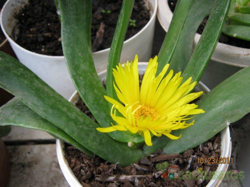 A photo of Glottiphyllum longum
