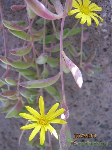 Una foto de Othonna capensis