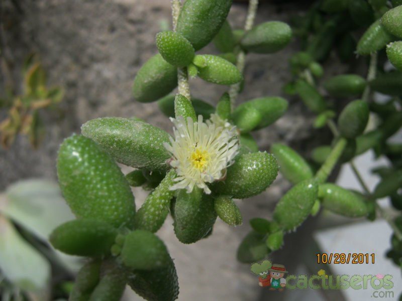 A photo of Delosperma echinatum