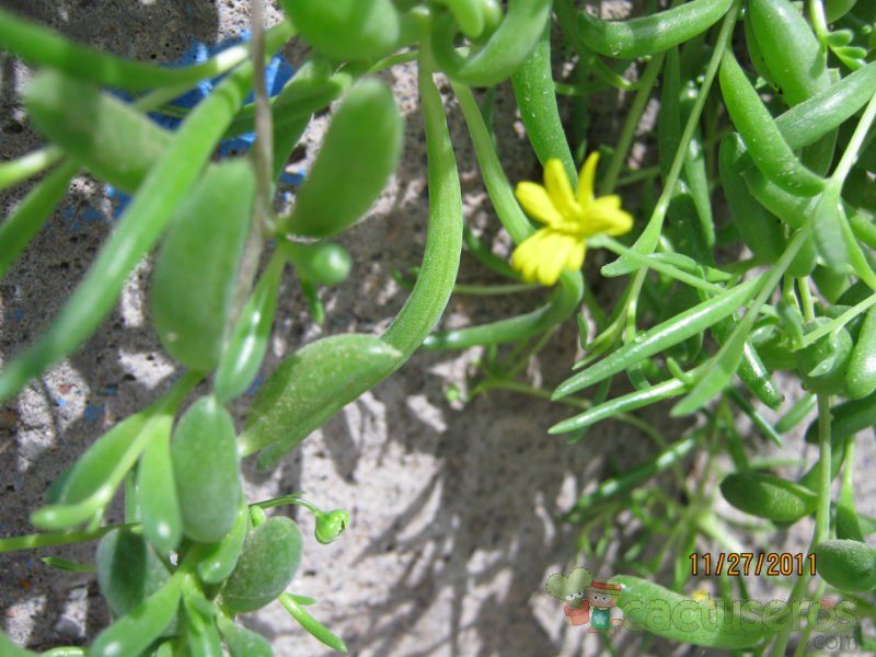 Una foto de Othonna capensis