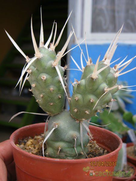 Una foto de Tephrocactus articulatus fma. papyracanthus