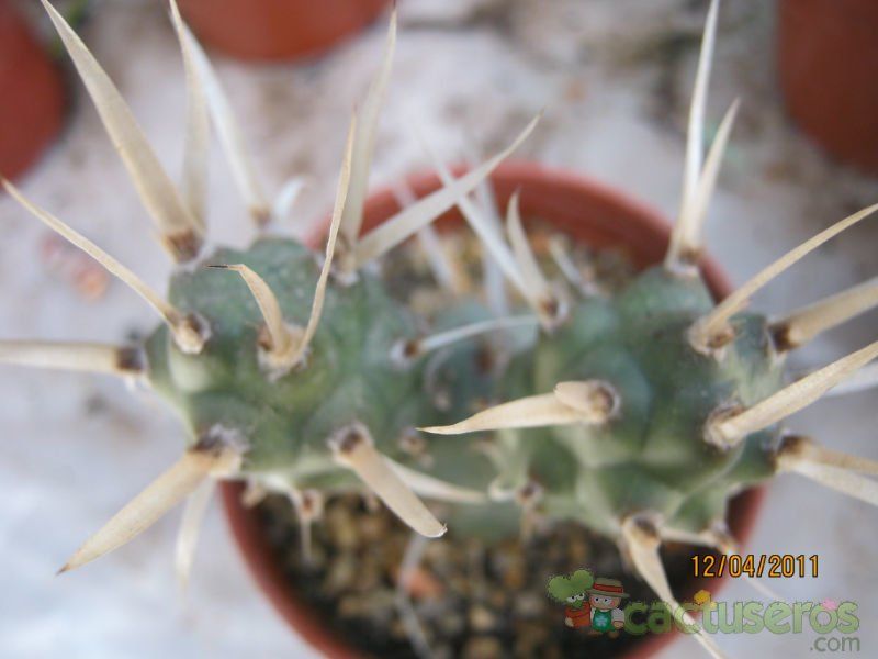 Una foto de Tephrocactus articulatus fma. papyracanthus
