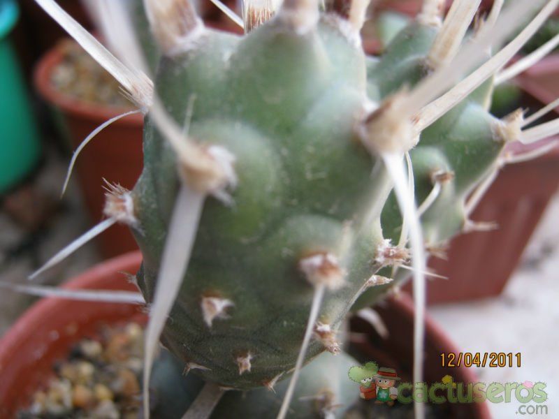 Una foto de Tephrocactus articulatus fma. papyracanthus