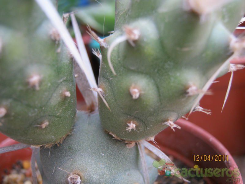 Una foto de Tephrocactus articulatus fma. papyracanthus