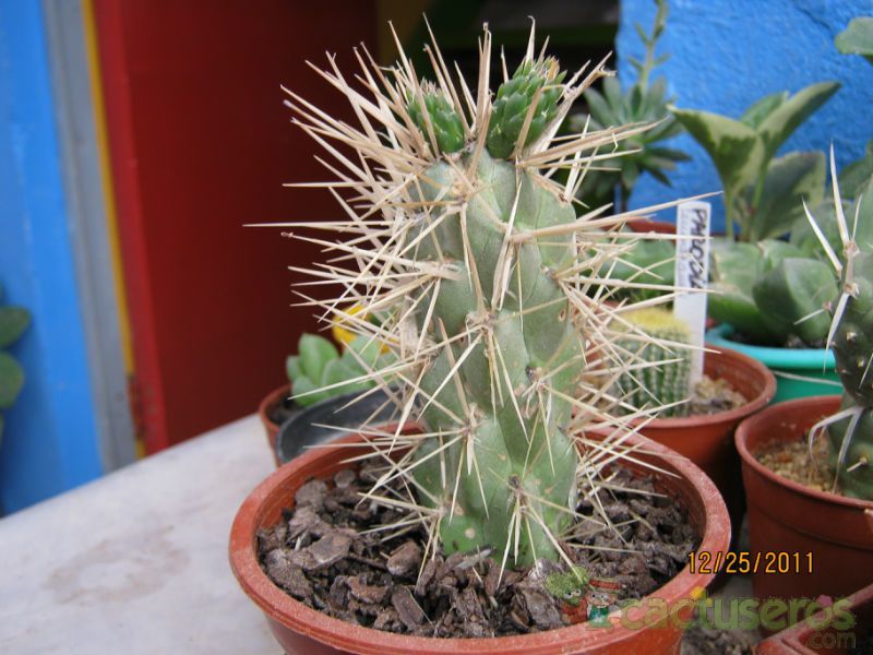 A photo of Cylindropuntia tunicata
