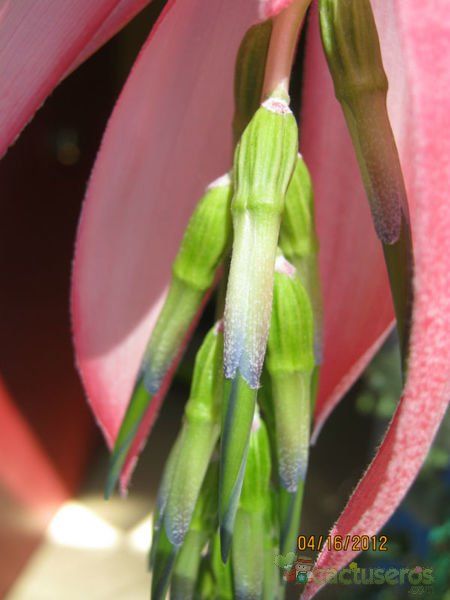 Una foto de Billbergia nutans