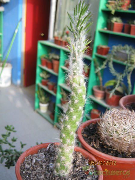 A photo of Austrocylindropuntia vestita