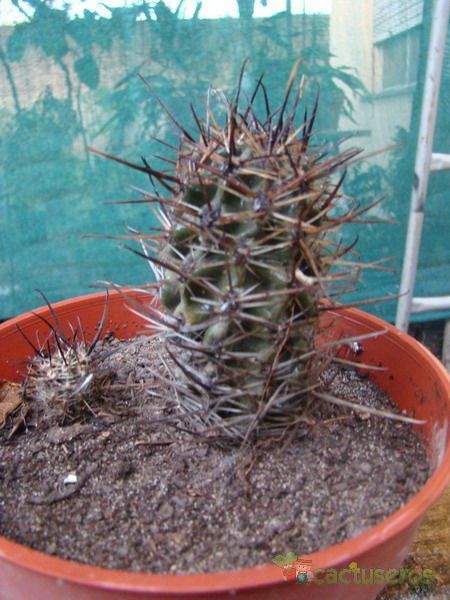 Una foto de Austrocactus patagonicus