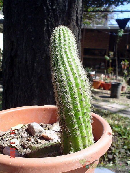 Una foto de Echinopsis spachiana